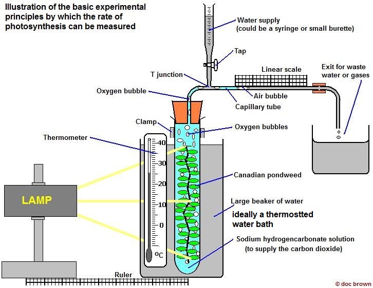 Photosynthesis quiz Jennifer Kaltenbach Library Formative