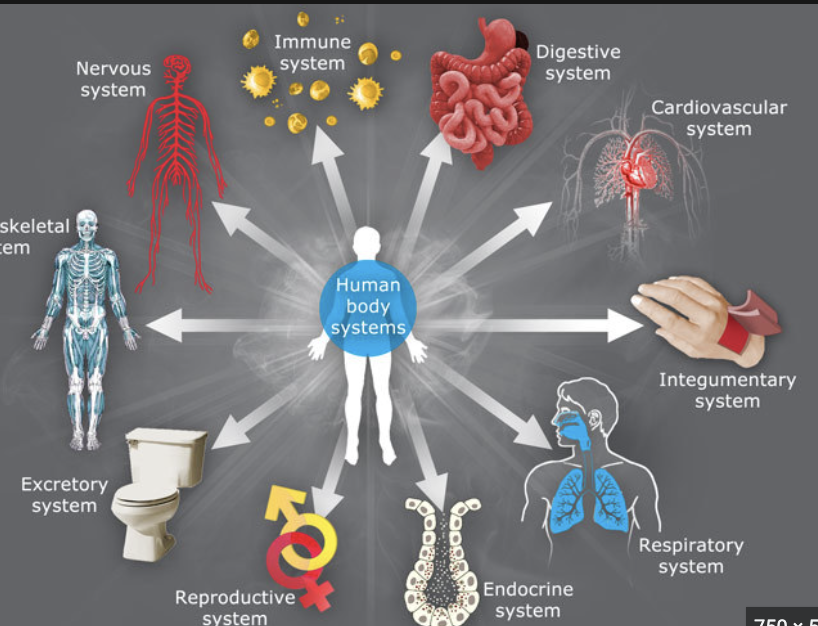 '23 Final Test: Human Body Systems - Michele Phillips | Library | Formative