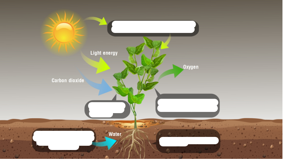 OLABS Carbon Dioxide and Photosynthesis Elizabeth Stevens Library