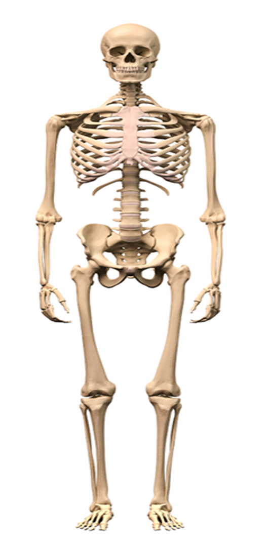 وظيفة الهيكل العظمي ان يبقي الجسم مستقيما