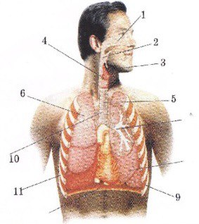 Мастурбация жасайтын адамға тыңшылық