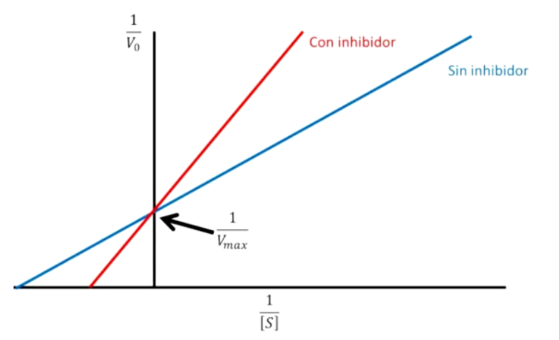 Diego trabaja en un supermercado donde debe despostar carne bovina la cual, muchas veces, se encuentra contaminada con salmonella, y Diego debe lavarla con lavandina pura, lo que le provoca irritación de la mucosa nasal. Cuando llega a su casa no para de estornudar por lo que se aplica un inhibidor de la monoamino oxidasa que leyó que ayuda a la rinitis alérgica, aunque también leyó que puede inhibir la ARN pol I. Al suministrar el inhibidor de la monoamino oxidasa y evaluar su cinética enzimática se observa la siguiente gráfica: