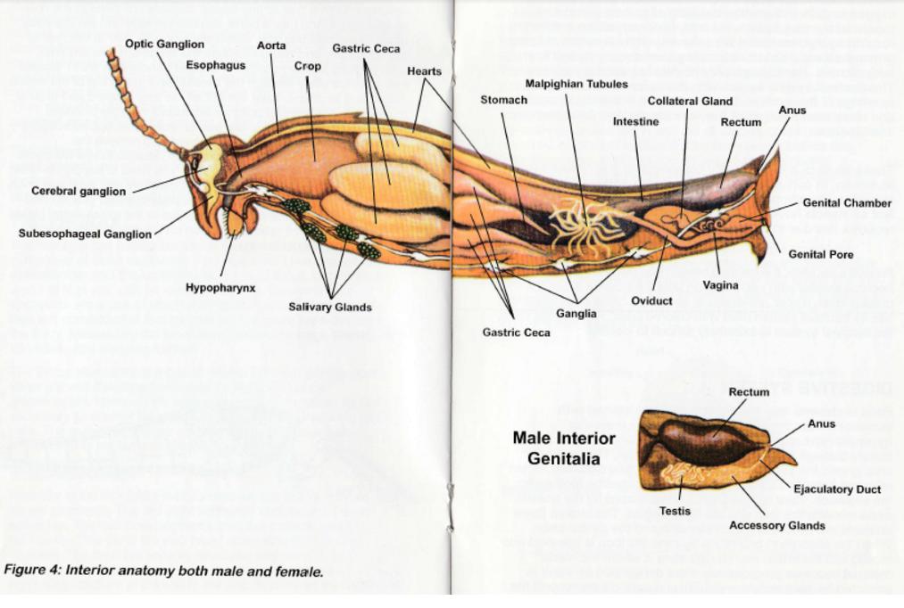 Lab 15 Continued Arthropods Grasshopper Part 4 Of 5 Kathy 